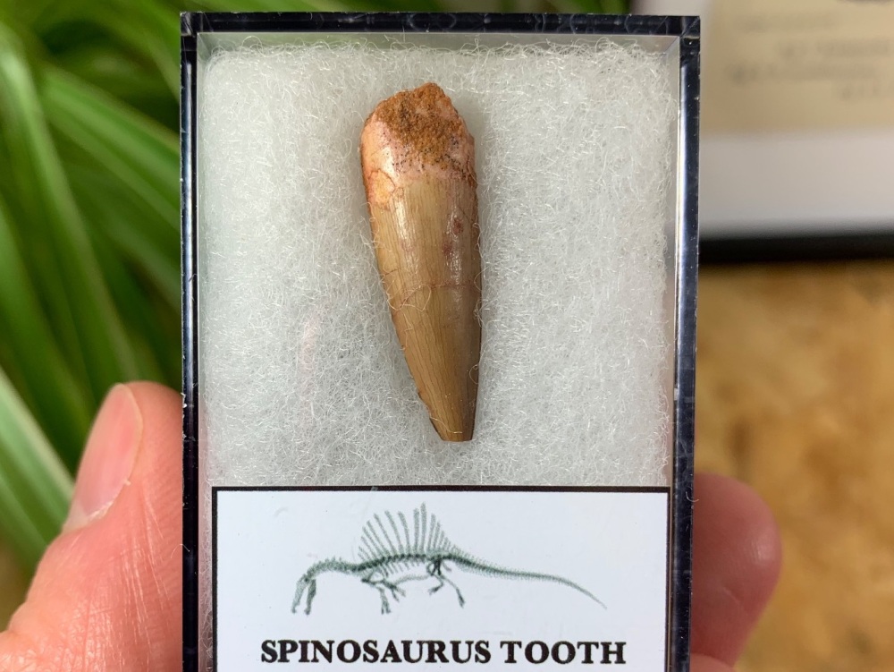 Spinosaurus Tooth - 1.06 inch #SP23