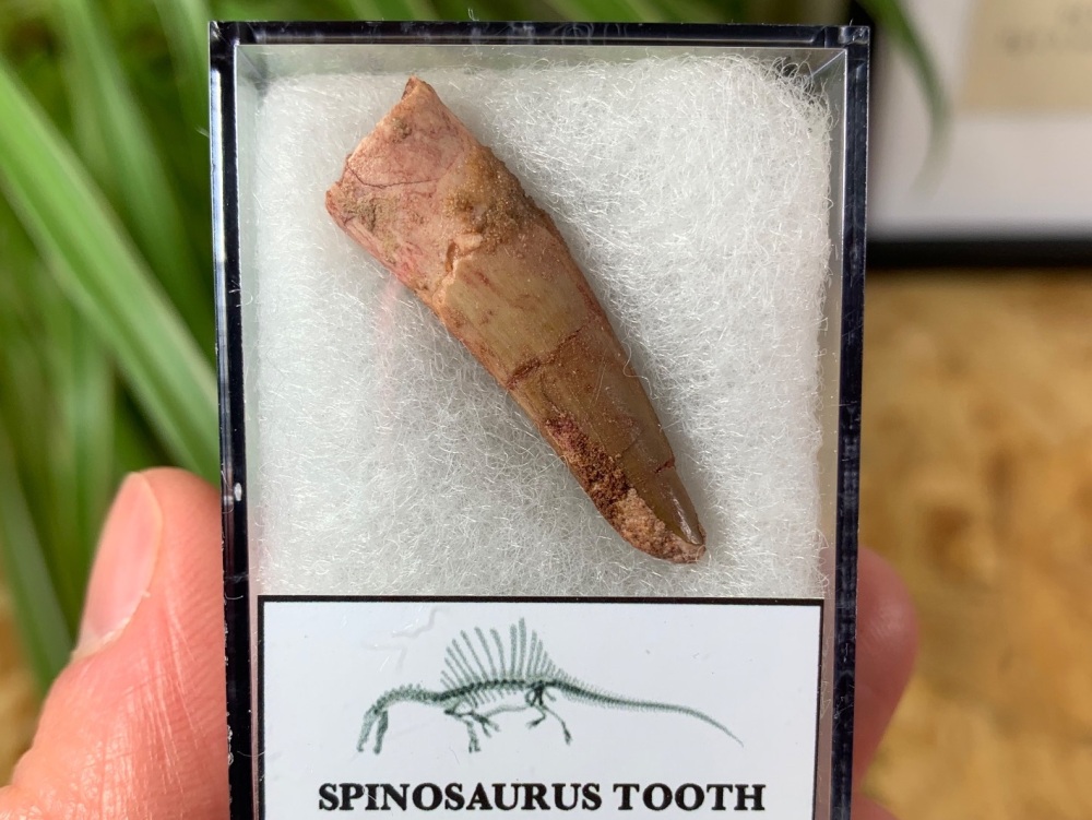 Spinosaurus Tooth - 1.31 inch #SP24