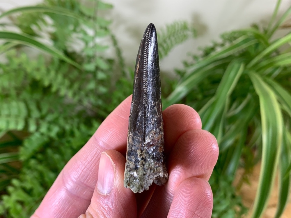 Beautiful Megalosaurid Tooth (Atlas Mountains)