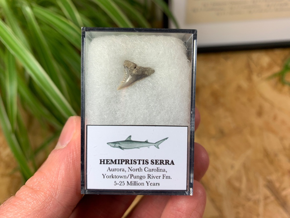 Hemipristis serra Shark Tooth, North Carolina #01