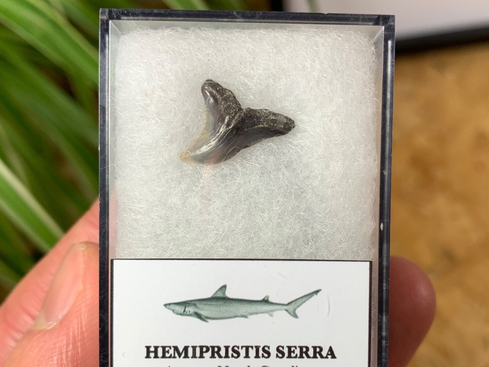 Hemipristis serra Shark Tooth, North Carolina #02