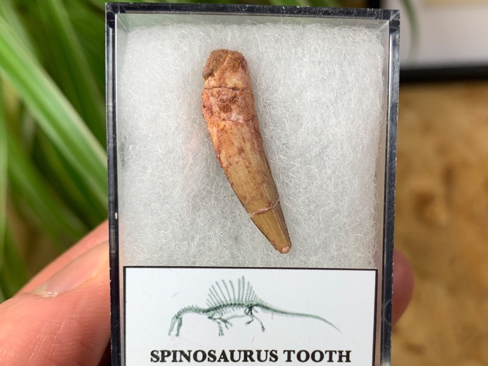 Spinosaurus Tooth - 1.13 inch #SP01