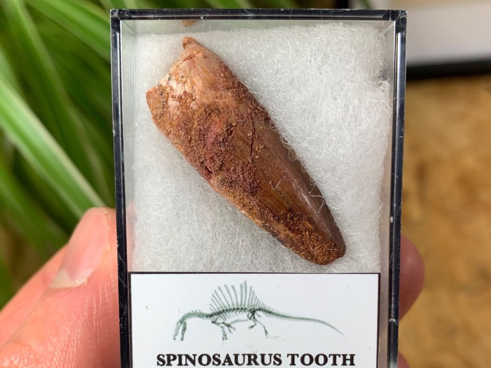 Spinosaurus Tooth - 1.5 inch #SP02