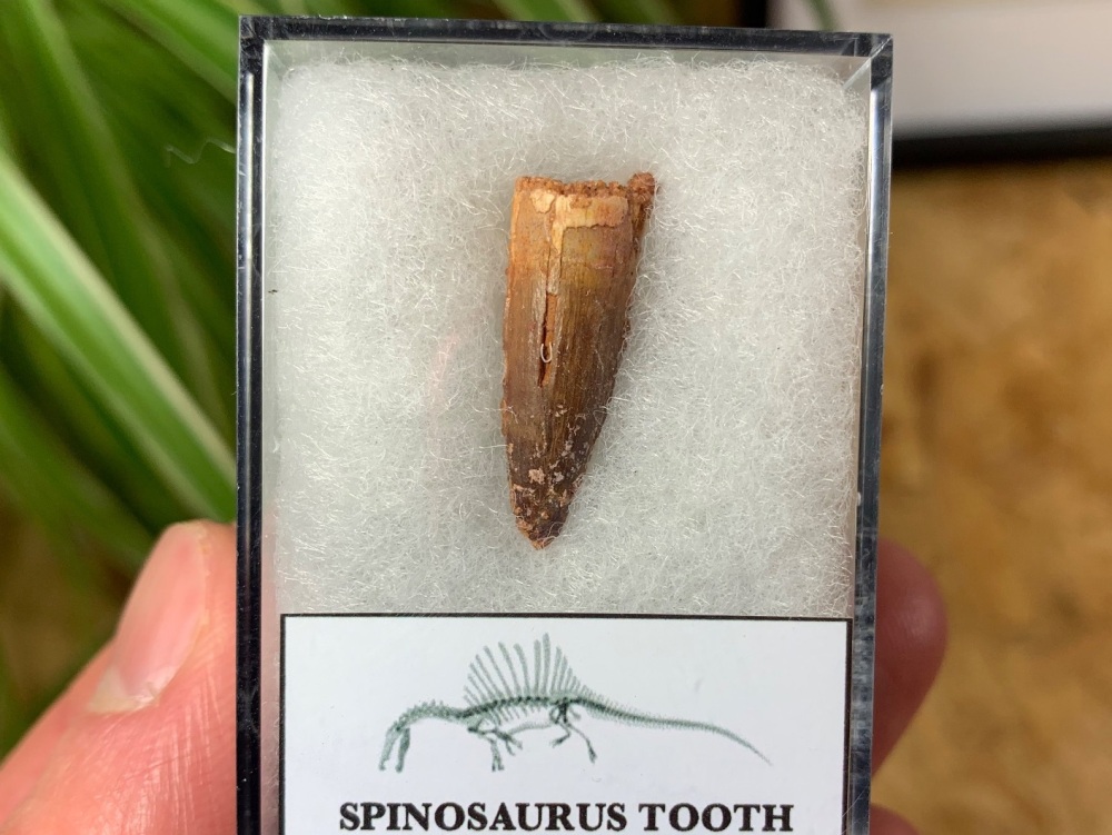 Spinosaurus Tooth - 0.97 inch #SP03