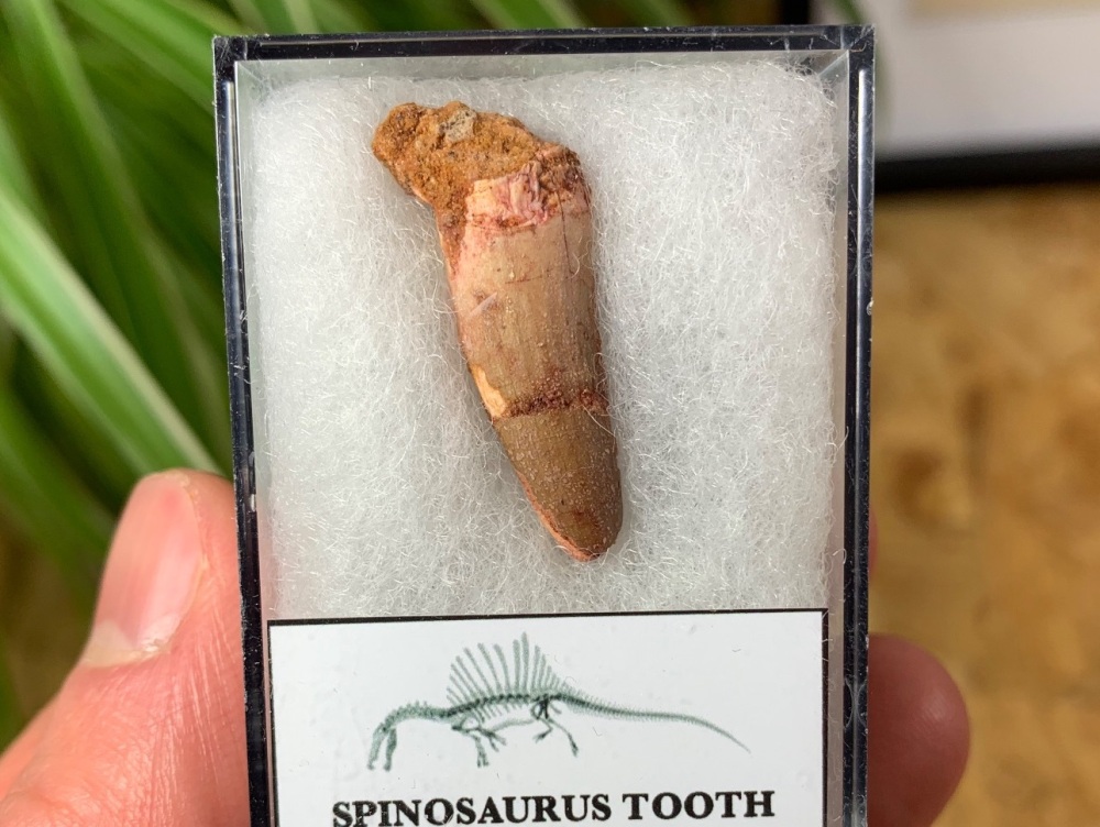 Spinosaurus Tooth - 1.13 inch #SP04