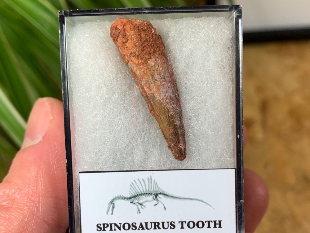 Spinosaurus Tooth - 1.31 inch #SP05