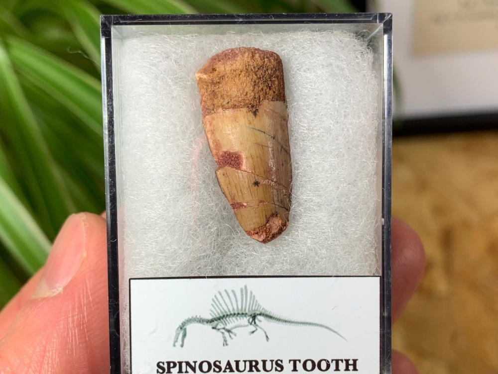 Spinosaurus Tooth - 1.03 inch #SP06