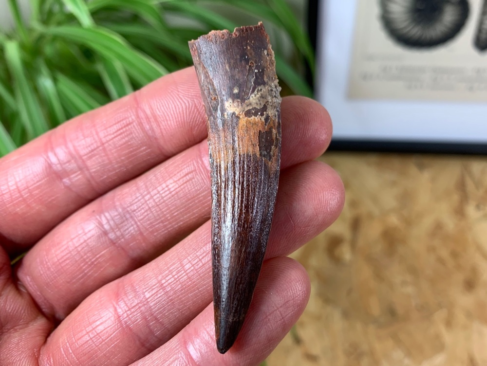 Spinosaurus Tooth - 2.53 inch #SP07