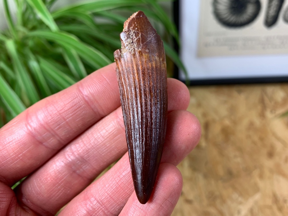 Spinosaurus Tooth - 2.44 inch #SP08