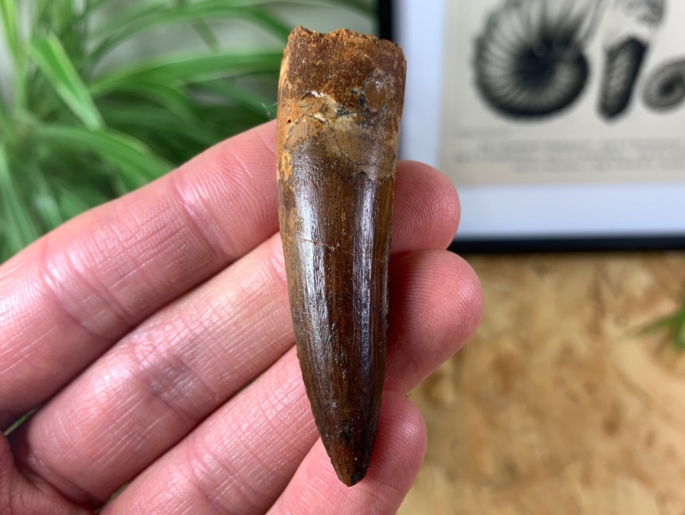 Spinosaurus Tooth - 2.5 inch #SP09