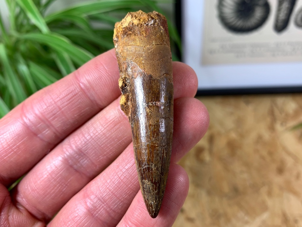 Spinosaurus Tooth - 2.5 inch #SP10