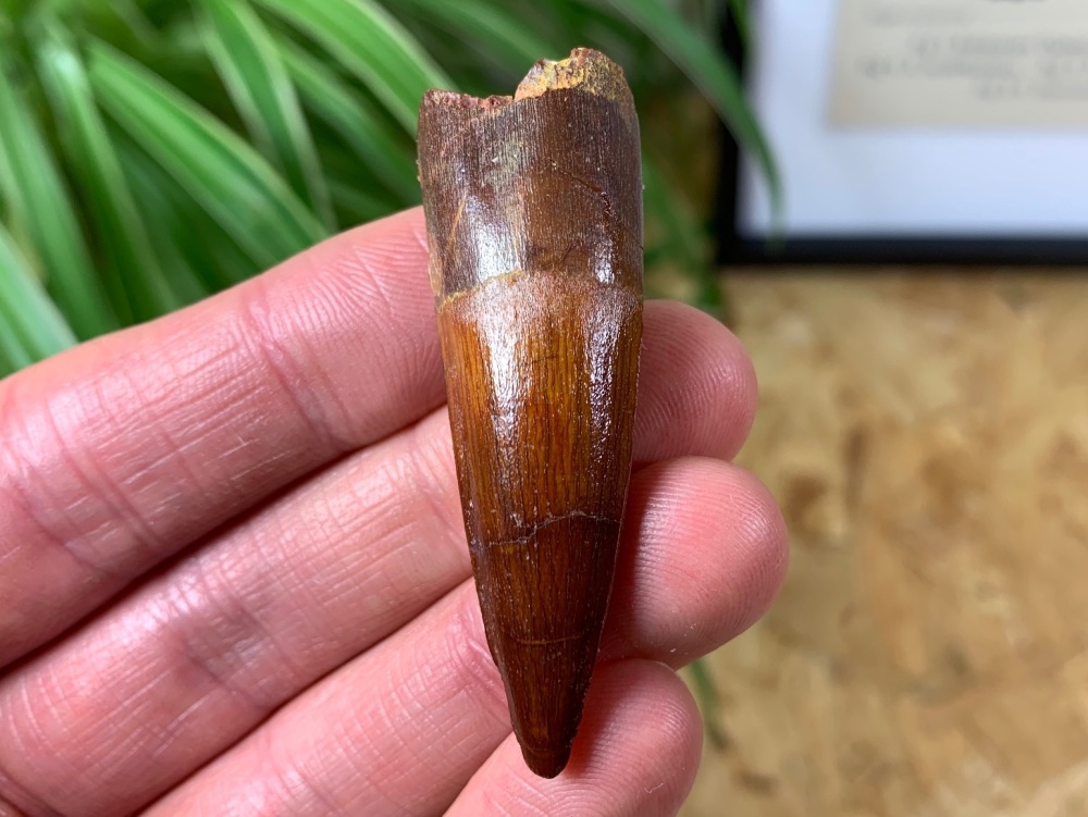 Spinosaurus Tooth - 2.13 inch #SP11
