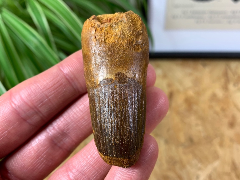 Spinosaurus Tooth - 2.44 inch #SP12