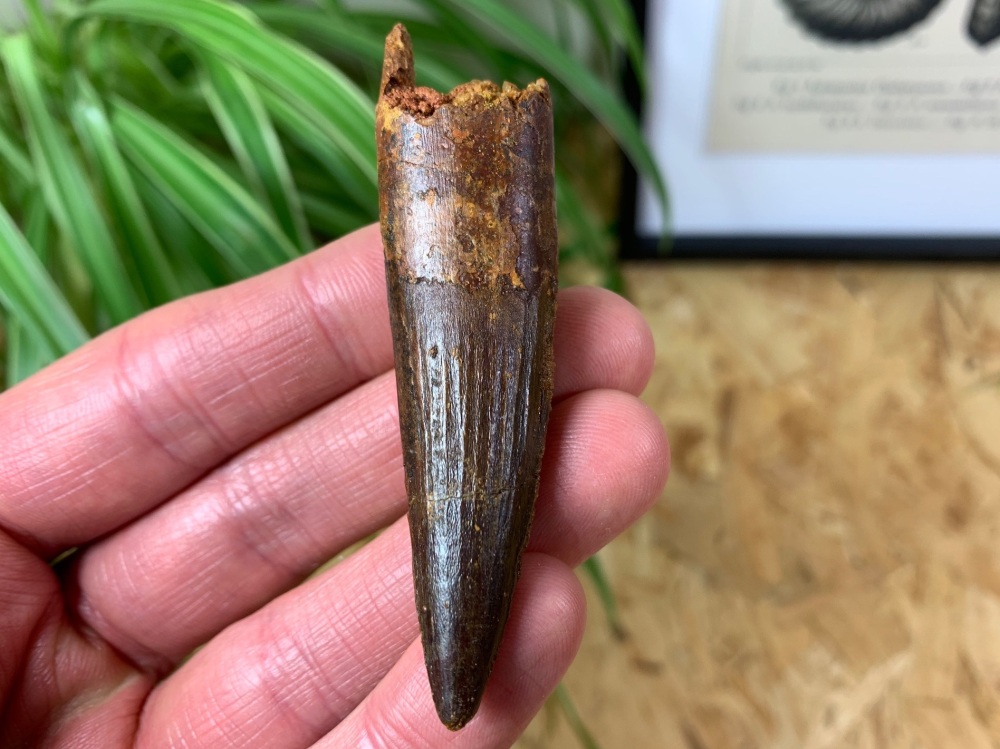Spinosaurus Tooth - 2.88 inch #SP13