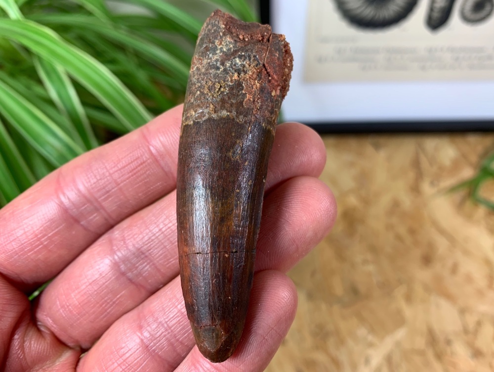 Spinosaurus Tooth - 2.94 inch #SP15