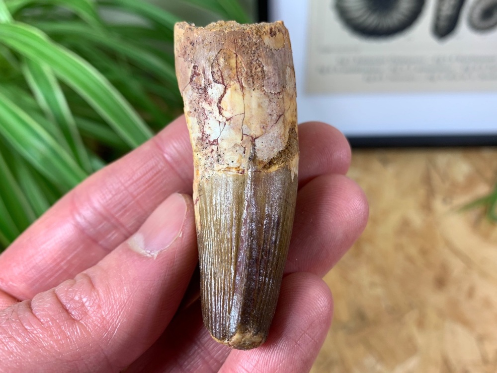 Spinosaurus Tooth - 2.44 inch #SP16