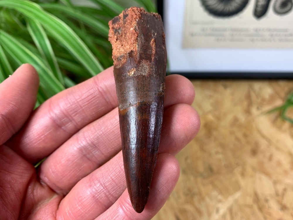 Spinosaurus Tooth - 3.06 inch #SP17