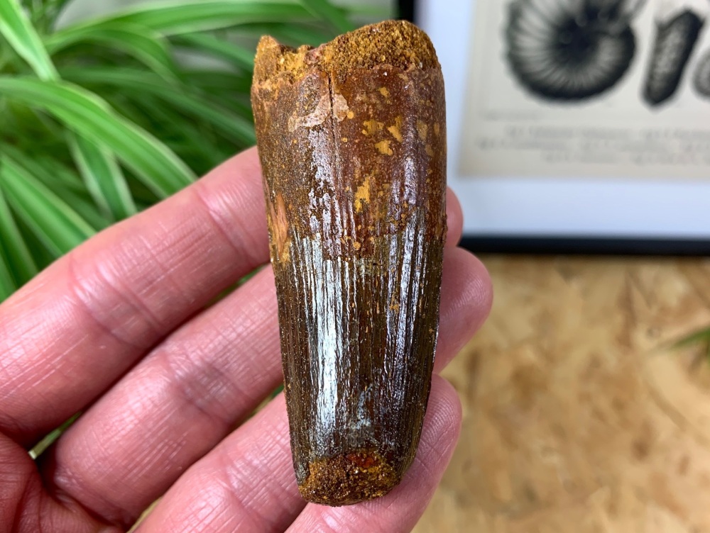 Spinosaurus Tooth - 2.63 inch #SP18