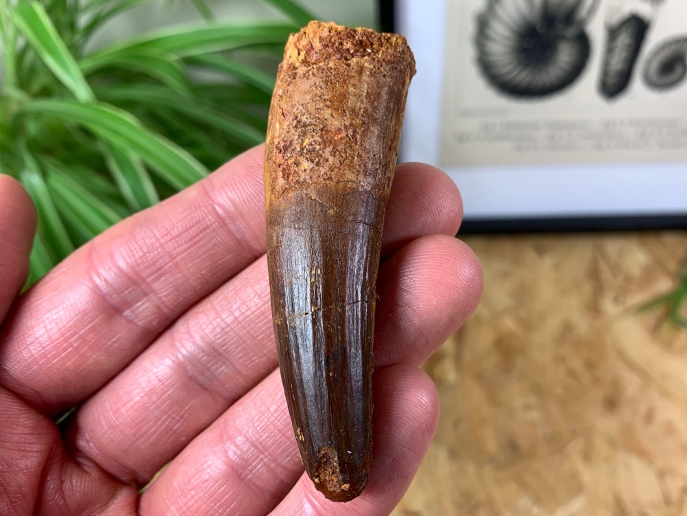 Spinosaurus Tooth - 2.81 inch #SP19
