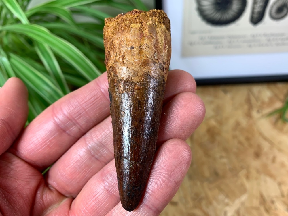 Spinosaurus Tooth - 3.13 inch #SP20