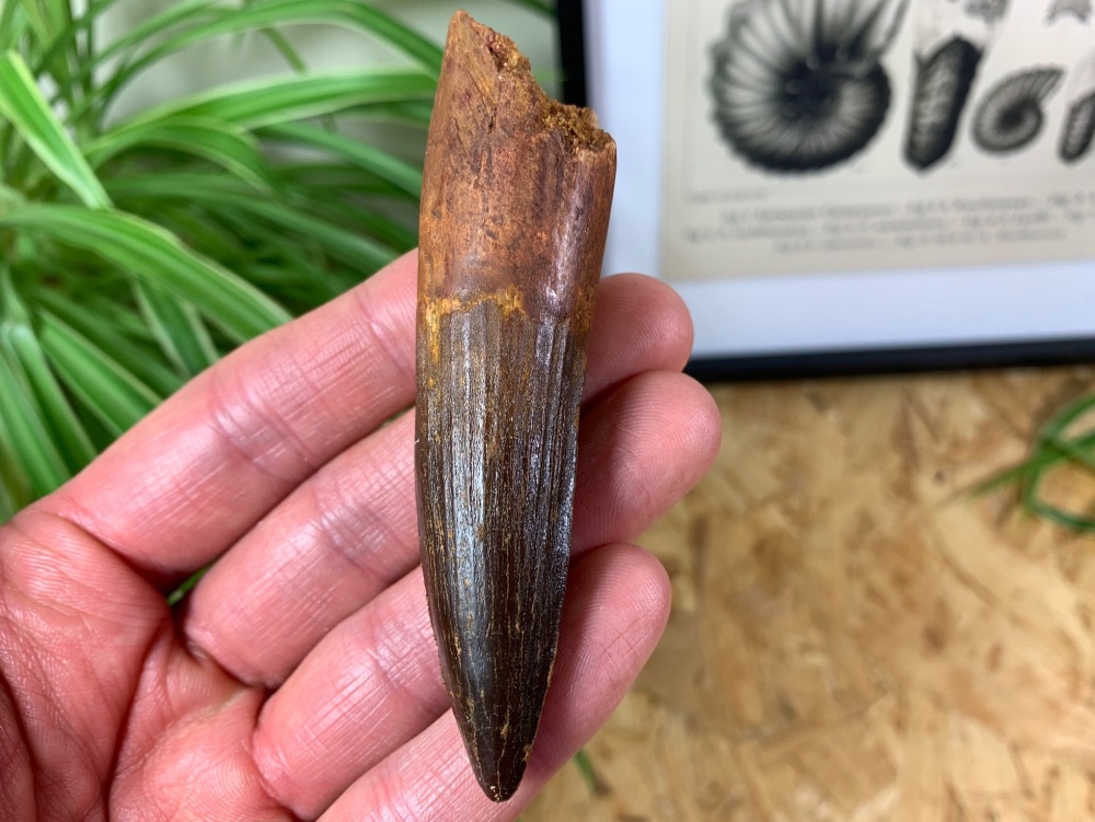 Spinosaurus Tooth - 3.53 inch #SP21