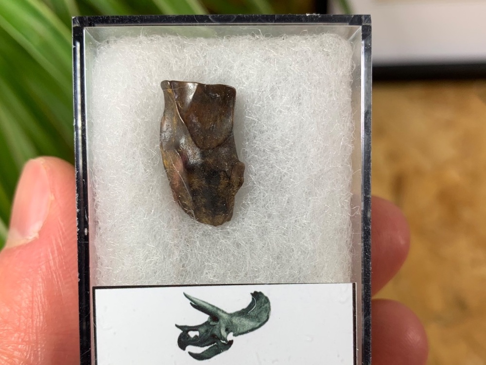 Triceratops Tooth #07