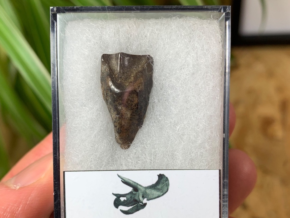 Triceratops Tooth #08