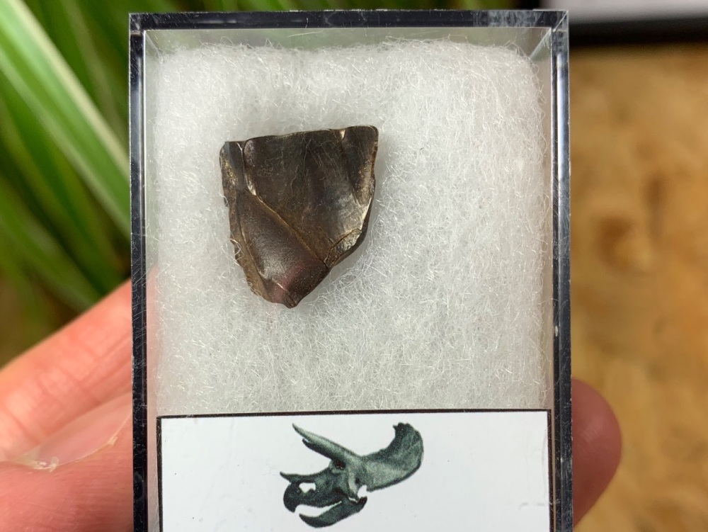 Triceratops Tooth #10
