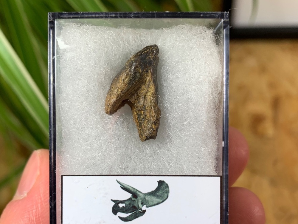 Rooted Triceratops Tooth #12