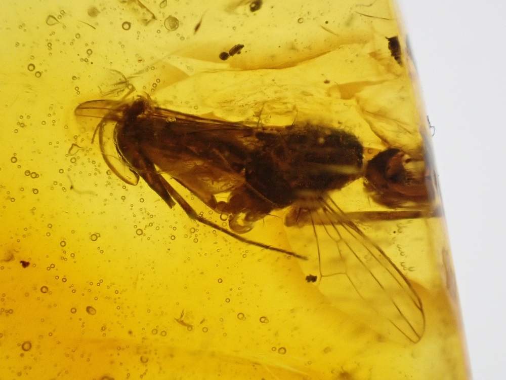 Dominican Amber Inclusion #01 (Winged Insect Inclusion)