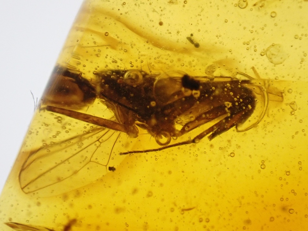 Dominican Amber Inclusion #01 (Winged Insect Inclusion)