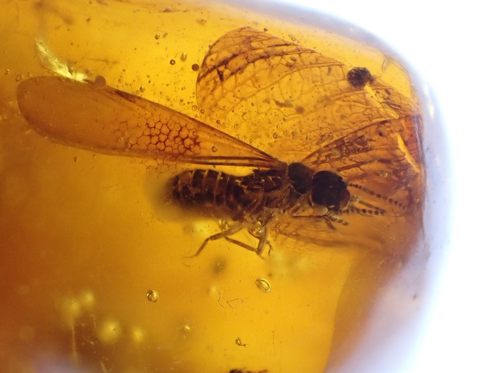 Dominican Amber Inclusion #02 (Termite Inclusion)