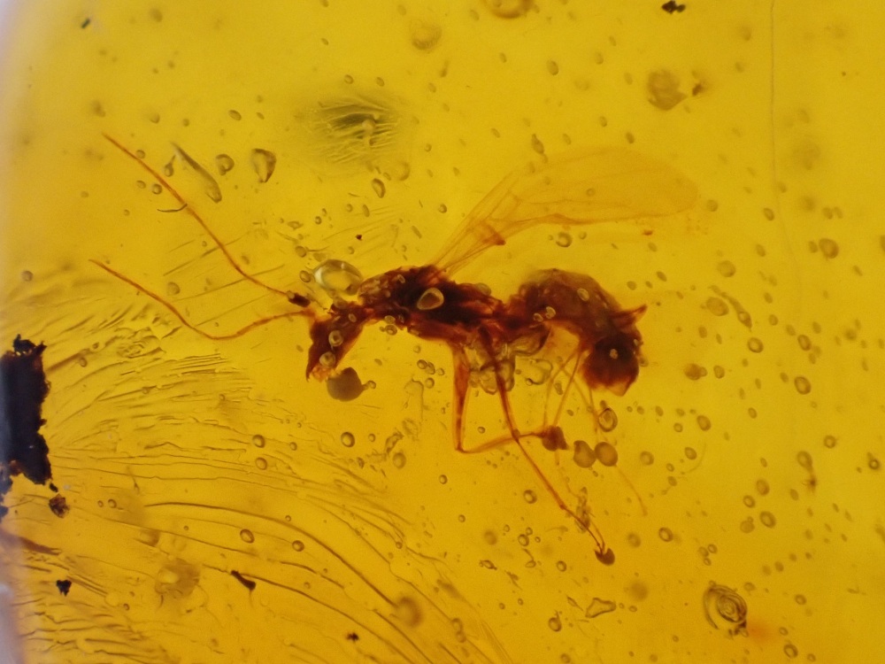 Dominican Amber Inclusion #03 (Winged Insect Inclusion)