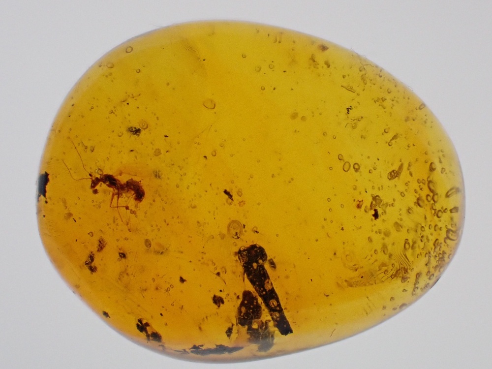 Dominican Amber Inclusion #03 (Winged Insect Inclusion)