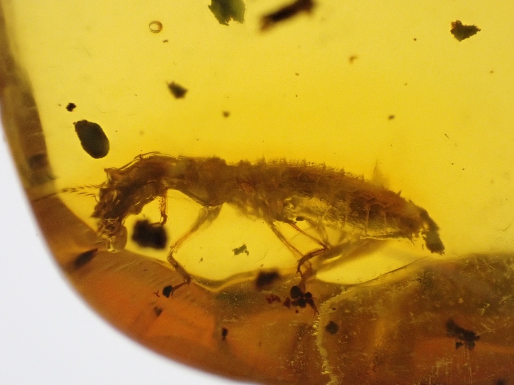 Dominican Amber Inclusion #05 (Termite Inclusion)