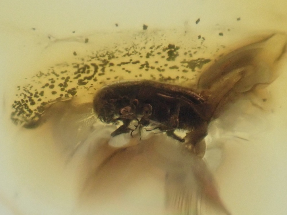Dominican Amber Inclusion #06 (Beetle Inclusion)
