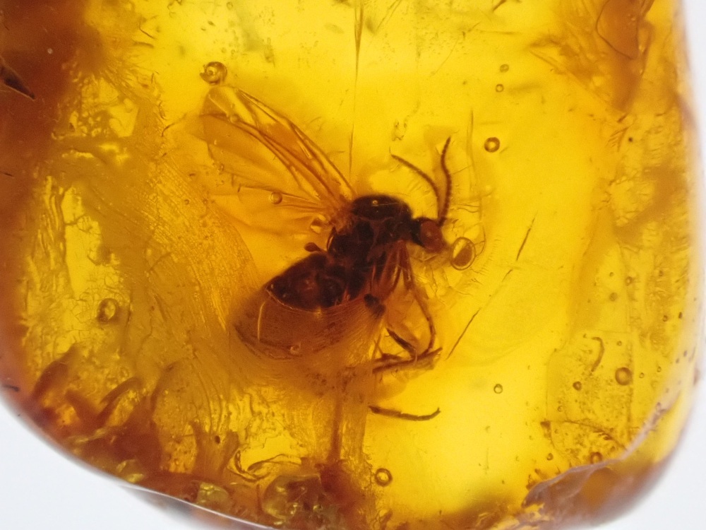 Dominican Amber Inclusion #07 (Winged Insect Inclusion)