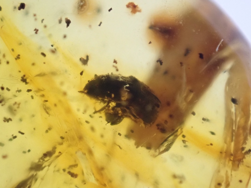 Dominican Amber Inclusion #10 (Beetle Inclusion)