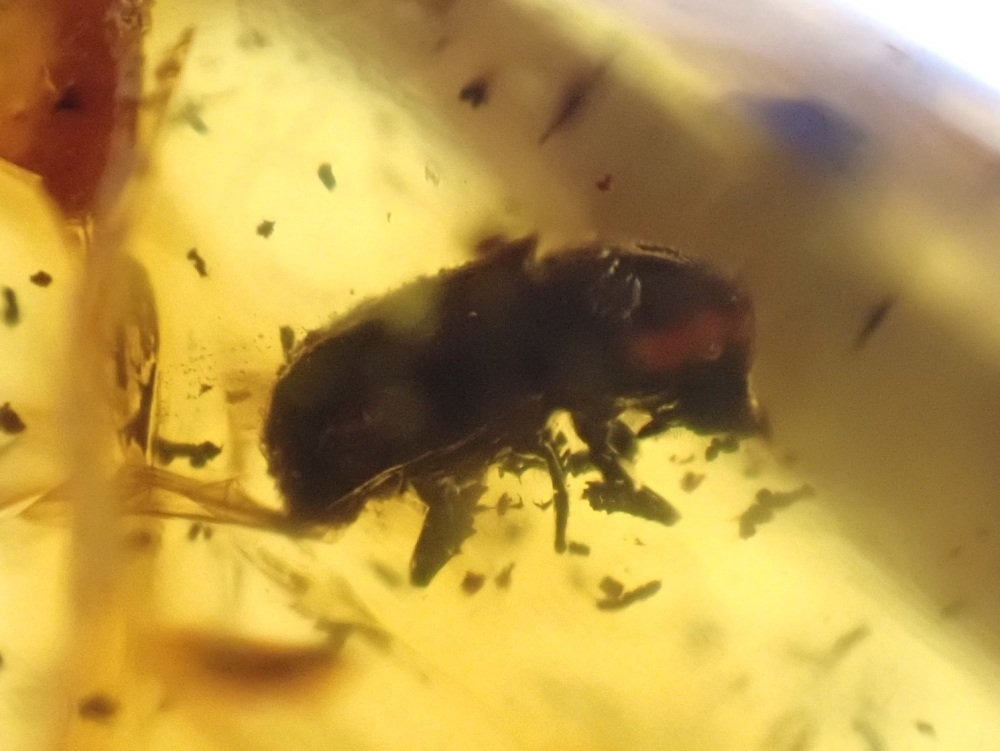 Dominican Amber Inclusion #10 (Beetle Inclusion)