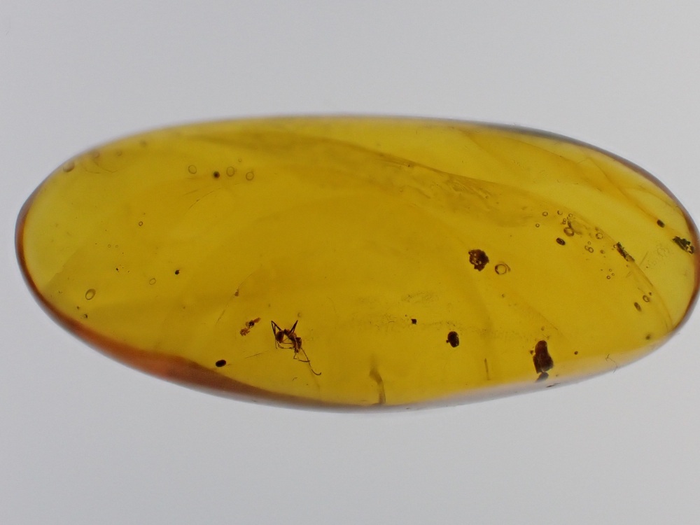 Dominican Amber Inclusion #11 (Ant Inclusion)