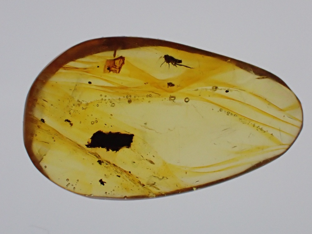 Dominican Amber Inclusion #12 (Planthopper Inclusion)