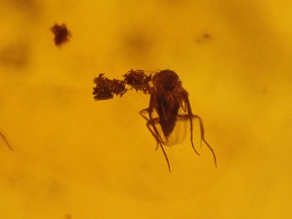 Dominican Amber Inclusion #13 (Winged Insect Inclusions)