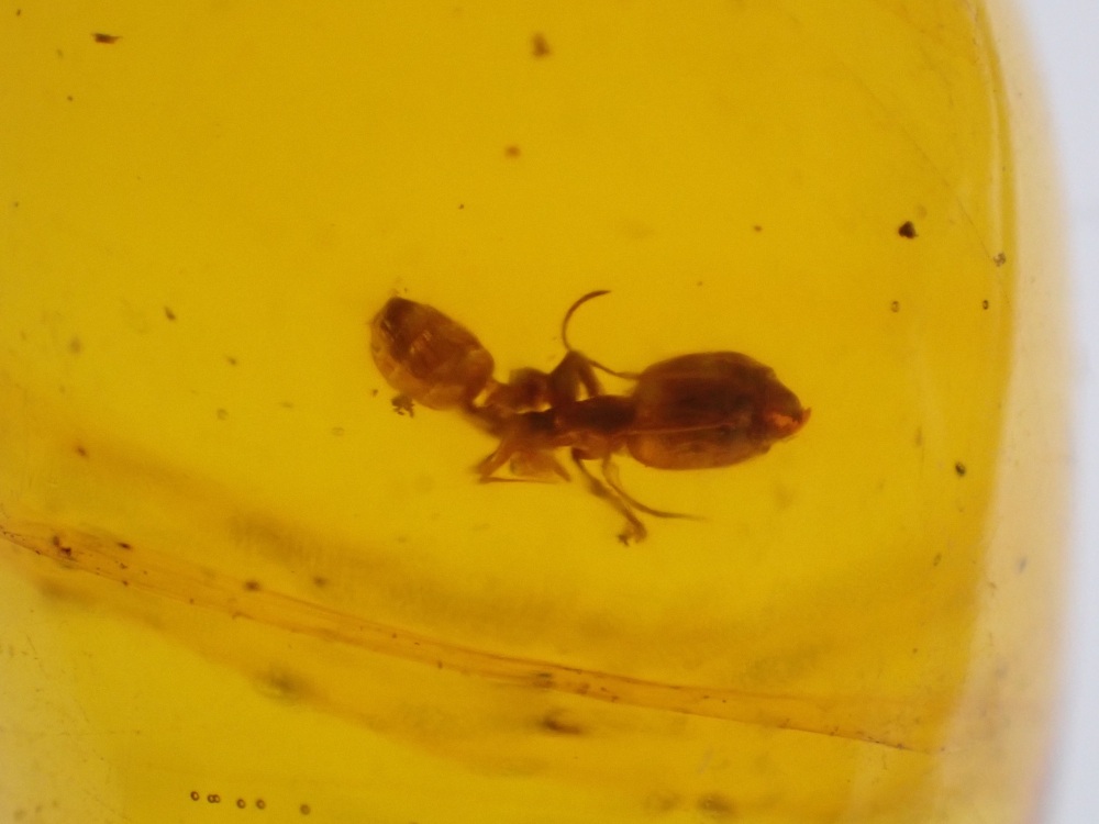 Dominican Amber Inclusion #14 (Ant Inclusion)