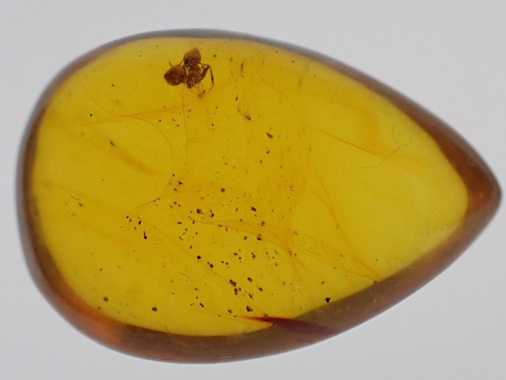 Dominican Amber Inclusion #14 (Ant Inclusion)