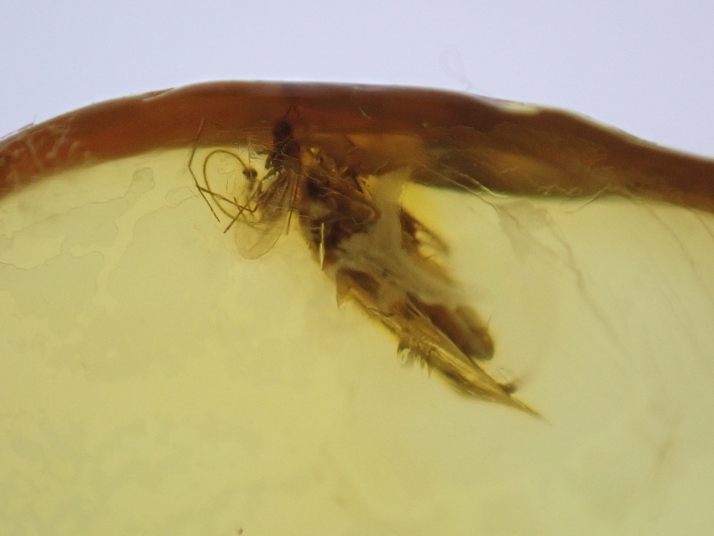 Dominican Amber Inclusion #16 (Winged Insect Inclusion)