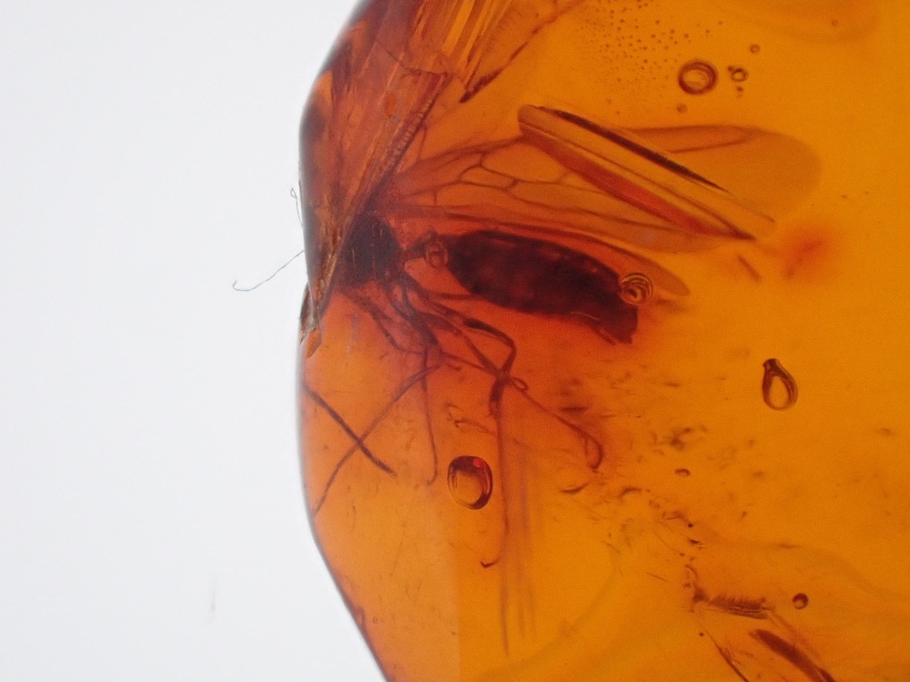 Dominican Amber Inclusion #17 (Winged Insect Inclusion)