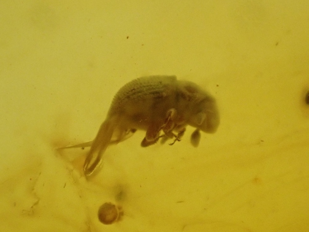 Dominican Amber Inclusion #18 (Beetle Inclusion)