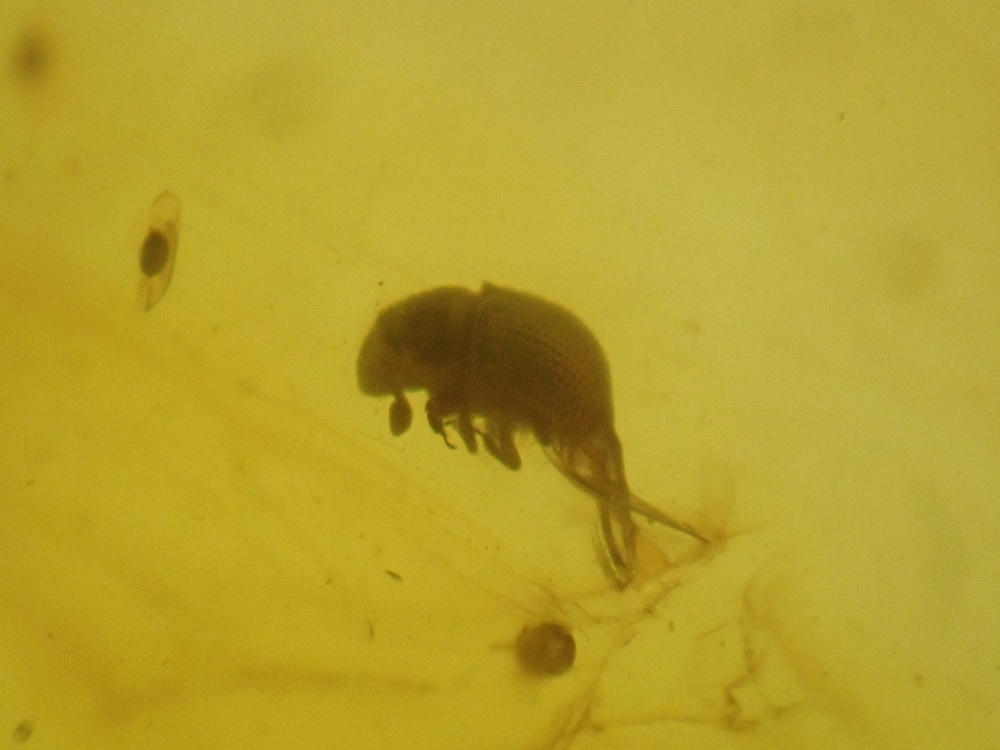 Dominican Amber Inclusion #18 (Beetle Inclusion)