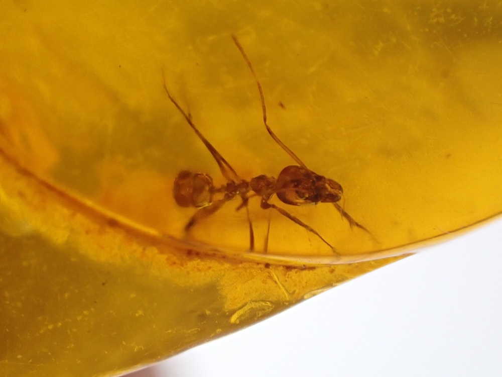 Dominican Amber Inclusion #19 (Ant Inclusion)