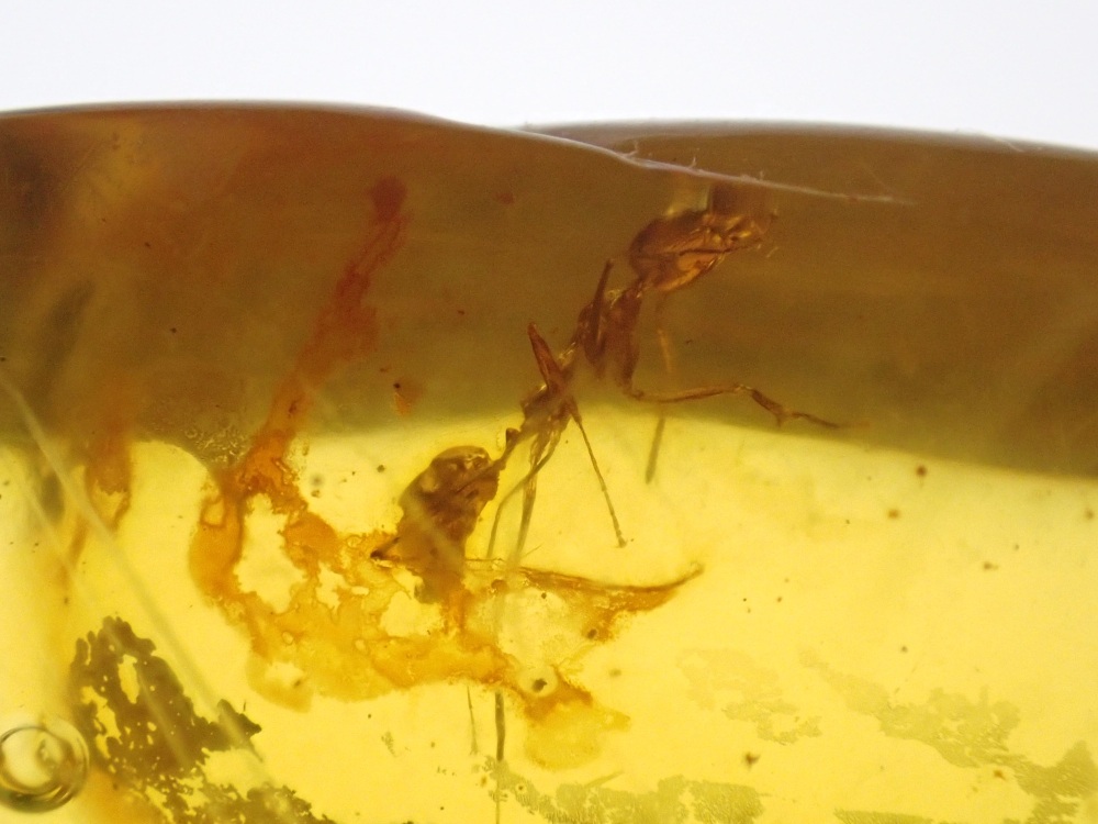 Dominican Amber Inclusion #19 (Ant Inclusion)